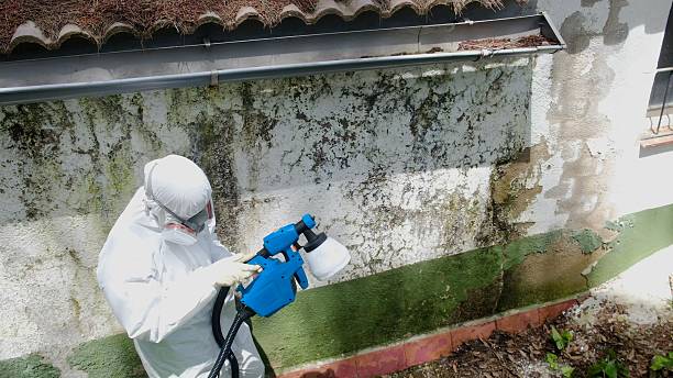 Trusted Mold Remediation service in Annville, PA - Cheap Mold Removal
